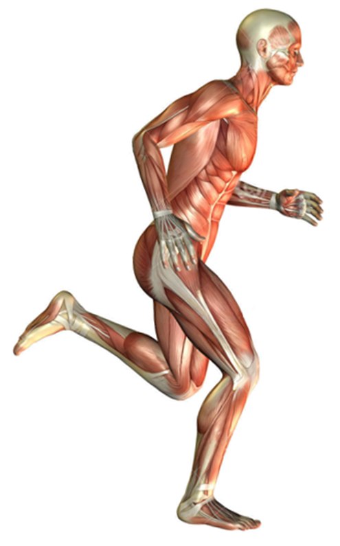 Schéma anatomique d’un coureur de profil avec ses muscles, repérant les zones des blessures de course à pied les plus fréquentes
