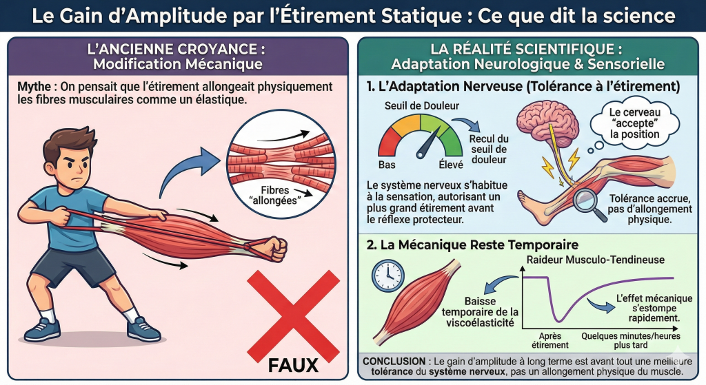 étirement et gain d'amplitude